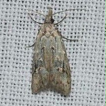 桃小食心蟲